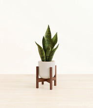 Load image into Gallery viewer, Snowdrift White stand:walnut