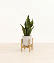 Load image into Gallery viewer, Snowdrift White stand:bamboo