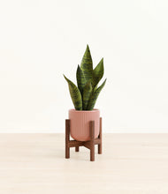 Load image into Gallery viewer, Striped Rose Pink stand:walnut
