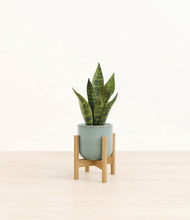 Load image into Gallery viewer, Reactive Aqua stand:bamboo