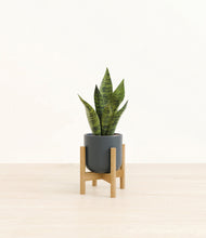Load image into Gallery viewer, Iron Gray stand:bamboo