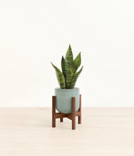 Load image into Gallery viewer, Reactive Aqua stand:walnut