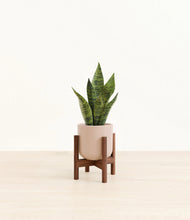 Load image into Gallery viewer, Sandy Pink stand:walnut