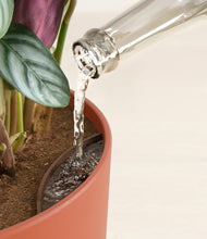 Load image into Gallery viewer, -