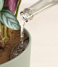 Load image into Gallery viewer, Sage Green stand:all