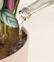 Load image into Gallery viewer, Sandy Pink stand:all