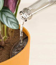 Load image into Gallery viewer, Sunset Orange stand:all