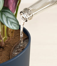 Load image into Gallery viewer, -