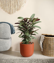 Load image into Gallery viewer, Earth Red