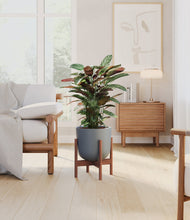 Load image into Gallery viewer, Iron Gray stand:walnut