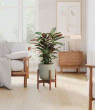 Load image into Gallery viewer, Sage Green stand:walnut