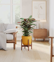 Load image into Gallery viewer, Sunset Orange stand:walnut