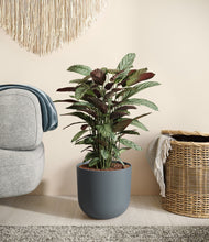 Load image into Gallery viewer, Iron Gray