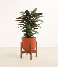 Load image into Gallery viewer, Earth Red stand:walnut