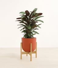 Load image into Gallery viewer, Earth Red stand:bamboo