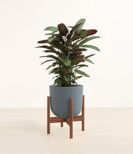 Load image into Gallery viewer, Iron Gray stand:walnut