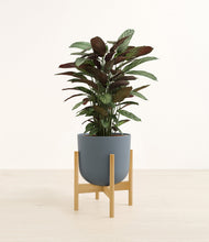 Load image into Gallery viewer, Iron Gray stand:bamboo