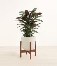 Load image into Gallery viewer, Natural Bamboo stand:walnut