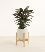 Load image into Gallery viewer, Natural Bamboo stand:bamboo