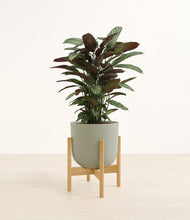 Load image into Gallery viewer, Sage Green stand:bamboo