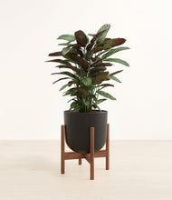 Load image into Gallery viewer, Stone Black stand:walnut