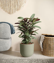 Load image into Gallery viewer, Sage Green