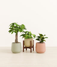 Load image into Gallery viewer, Lily Pad stand:one_stand