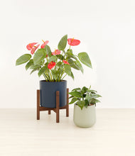 Load image into Gallery viewer, Coastal Breeze stand:one_stand