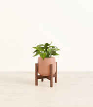 Load image into Gallery viewer, Calm Rose stand:walnut