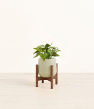 Load image into Gallery viewer, Turquoise stand:walnut