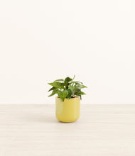 Load image into Gallery viewer, Key Lime Yellow*****Profile