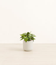 Load image into Gallery viewer, Cotton White*****Profile