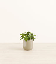 Load image into Gallery viewer, Sage Green*****Profile