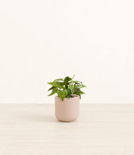 Load image into Gallery viewer, Sandy Pink*****Profile