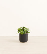 Load image into Gallery viewer, Stone Black*****Profile