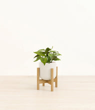 Load image into Gallery viewer, Cotton White stand:bamboo