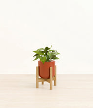 Load image into Gallery viewer, Glossy Red stand:bamboo