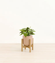 Load image into Gallery viewer, Glossy Pink stand:bamboo