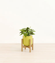 Load image into Gallery viewer, Key Lime Yellow stand:bamboo