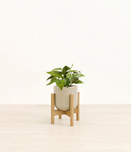 Load image into Gallery viewer, Sage Green stand:bamboo