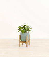 Load image into Gallery viewer, Reactive Aqua stand:bamboo