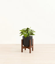 Load image into Gallery viewer, Stone Black stand:walnut
