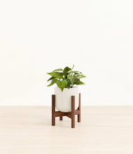 Load image into Gallery viewer, Cotton White stand:walnut