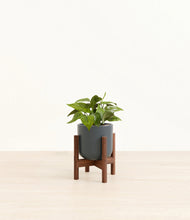 Load image into Gallery viewer, Iron Gray stand:walnut