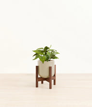 Load image into Gallery viewer, Sage Green stand:walnut