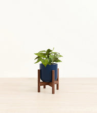 Load image into Gallery viewer, Twilight Blue stand:walnut