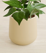 Load image into Gallery viewer, Almond Green stand:all