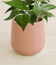 Load image into Gallery viewer, Calm Rose stand:all