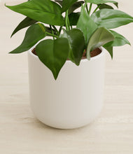 Load image into Gallery viewer, Cotton White stand:all