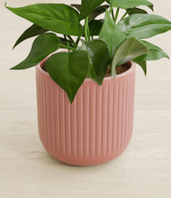 Load image into Gallery viewer, Striped Rose Pink stand:all